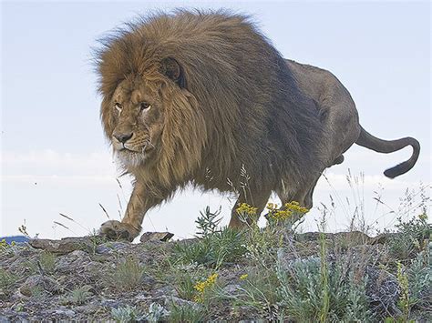 獅子住在哪裡|獅子(大型貓科類動物):物種學史,形態特徵,棲息環境,生。